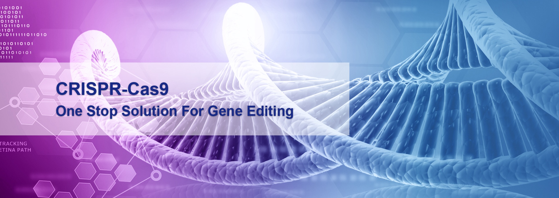 One stop solution for gene editing using our unique CRISPR/Cas9 Technology